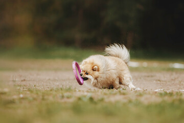 Obraz premium Beautiful dog runs in a pine forest