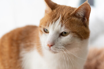 見つめる猫　茶トラ白