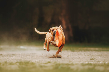 Beautiful dog runs in a pine forest