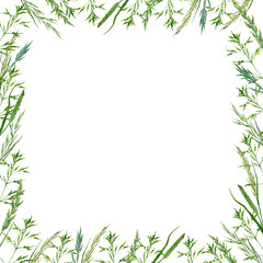 square frame from field herbs against white background.