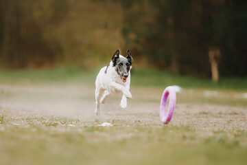 Cheerful foxterrier dog runs after a toy