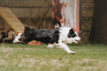 Cheerful border collie dog quickly runs after a toy. Beautiful spring background and warm atmosphere