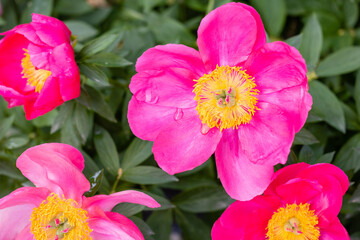 Paeonia Lactiflora Flame flower cultivated in a garden in Madrid