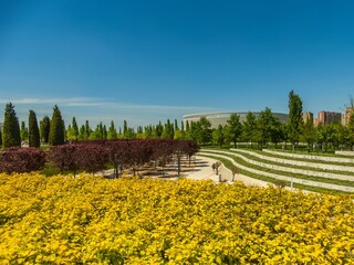 young spring yellow-green foliage on plants in a regular park on a sunny day
