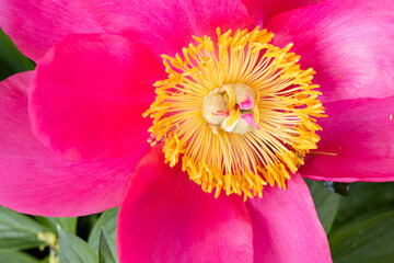 Paeonia Lactiflora Flame flower cultivated in a garden in Madrid