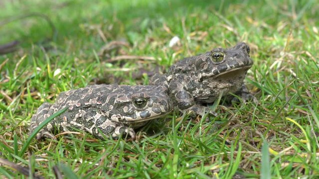 two green frogs,Bufotes viridis sitting on the grass in the park