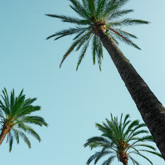 palm trees with blue sky background, tropical climate