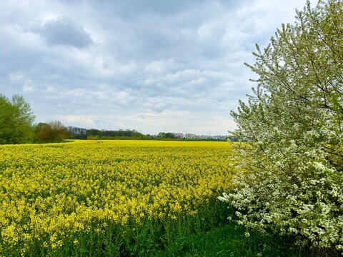 Landschaft Koldinger Seen / Leineauen (Niedersachsen)