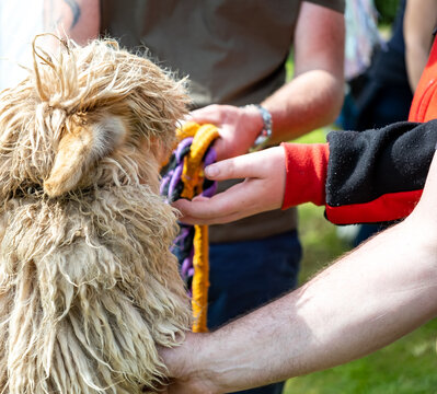 Unidentifiable people petting a tame alpaca at a small and local event