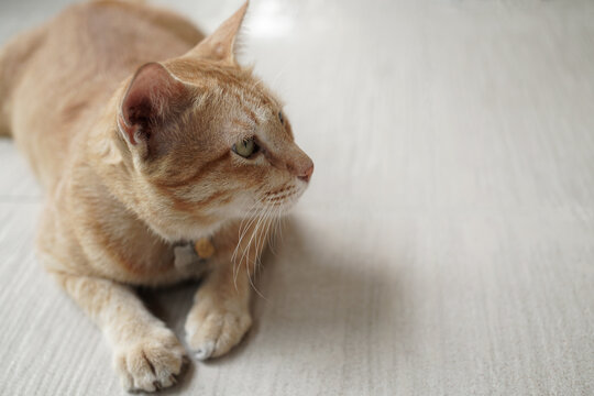 yellow cat look left sit on beige floor with copy space