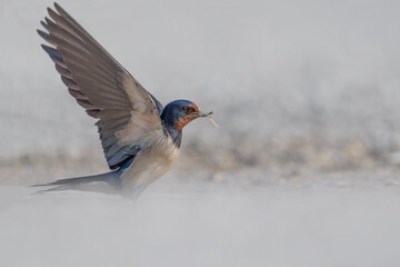 The barn swallow ready to fly to build the nest (Hirundo rustica)