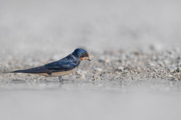 Gathering materials for nest building, the barn swallow (Hirundo rustica)