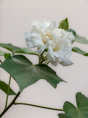 Closeup view of fresh white hibiscus mutabilis flower aka Confederate rose or Dixie rosemallow with foliage and bud isolated on white background