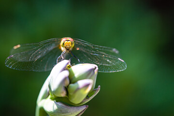 Close up of a dragonfly sitting on a plant, summer sunny day, insect, copyspace