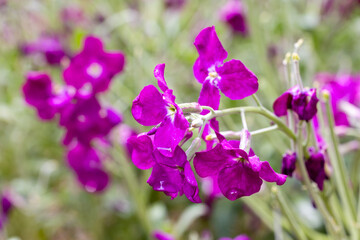 Erysimum flower also called wallflower flower grown in a garden in Madrid
