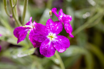 Fototapeta premium Erysimum flower also called wallflower flower grown in a garden in Madrid
