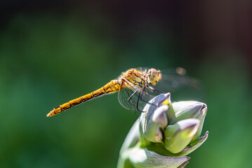 Close up of a dragonfly sitting on a plant, summer sunny day, insect, copyspace