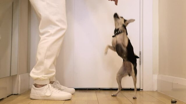 Little terrier dog dancing, pet training, funny puppy dancing on command