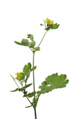 Chelidonium majus L.