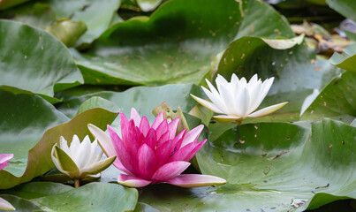 Water lilies, nanufari in close-up. Flowers with large leaves floating on the water.