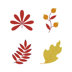 Set autumn Leaves. Autumn design element. Vector illustration.