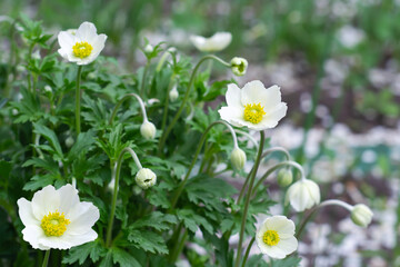 Bright white flowers of oakwood anemone, Anemone nemorosa, on a background of green leaves. Selective focus