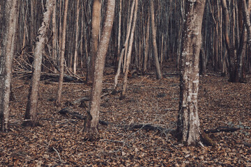 inside of a forest in autumn. forest path covered with leaves. fallen tree branch. color grading. forest landscape with leafless trees