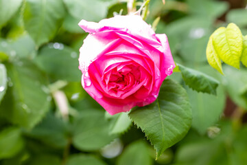 Rosa Paul Ricault flower cultivated in a garden in Madrid