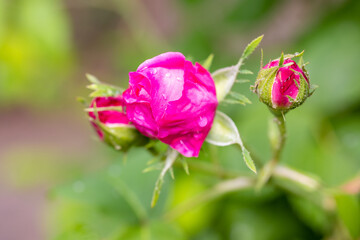 Rosa Paul Ricault flower cultivated in a garden in Madrid