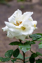 Rosa Glorie Lyonnaise flower cultivated in a garden in Madrid