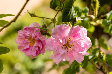 Rosa Quatre Saisons flower cultivated in a garden in Madrid