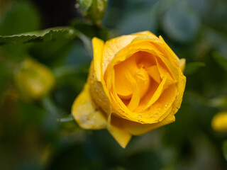 Rose Foetida Persiana flower cultivated in a garden in Madrid