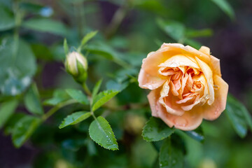 Rose Foetida Persiana flower cultivated in a garden in Madrid