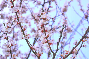 Spring delicate flowering branches of fruit tree, blue sky