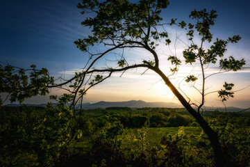 sunset in the forest