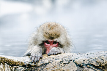 露天温泉から見つめる猿、Snow monkey