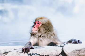 露天風呂でくつろぐ猿の時間、風呂上がりに一杯飲みたいなぁ