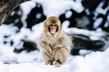 雪景色の中の子猿