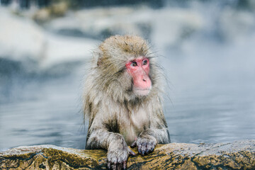 露天風呂でくつろぐ猿、Snow monkey