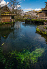 Fototapeta na wymiar Water grass foreground in a clear water pond at Oshino Hakkai, Shibokusa, Oshino, Minamitsuru District, Yamanashi, Japan
