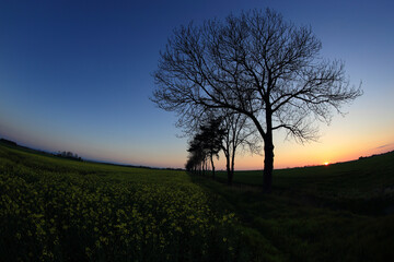 Fototapeta na wymiar Kolorowy zachód słońca nad polami i drzewami.