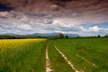 field and sky