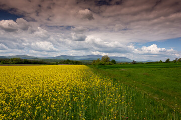 landscape with field and sky