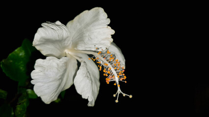 Naklejka premium White Flower in the Night 
