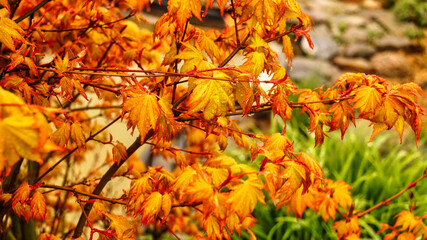  leaves in the garden