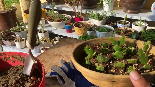 Preparing and transplanting the schlumbergera cactus into small plastic pots