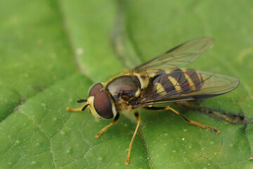 Closeup on a European Stripe-backed Fleckwing hoverfly, Dasysyrphus albostriatus, sitting on a green leaf