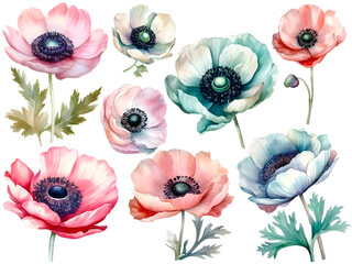 Watercolor anemone cliparts, isolated, transparent background, created with Generative AI technology