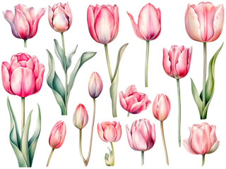 Pink watercolor tulip cliparts, isolated, created with Generative AI technology
