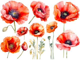 Watercolor poppy cliparts, isolated, created with Generative AI technology